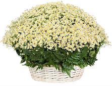 Цветочная композиция из Ромашки в корзине #REPLACE_PRED# Полярных Зорях